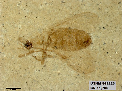 Insecta