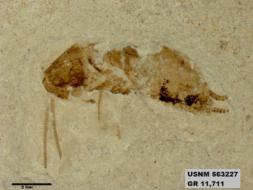 Genus sp