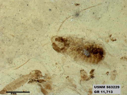 Insecta