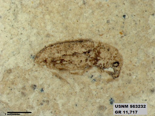 Insecta