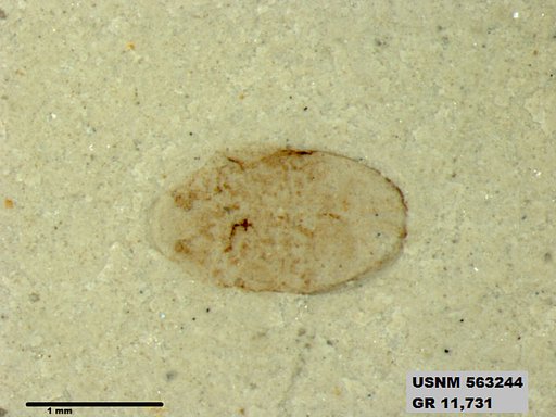 Insecta
