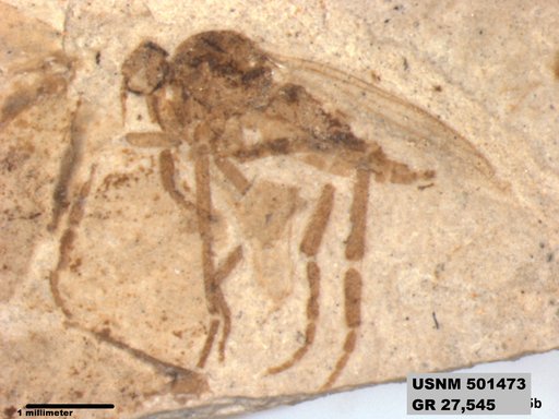 Genus sp