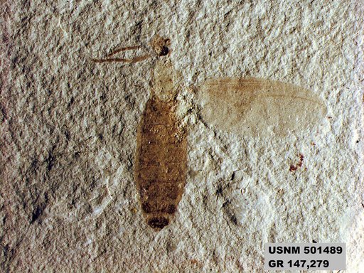 Insecta