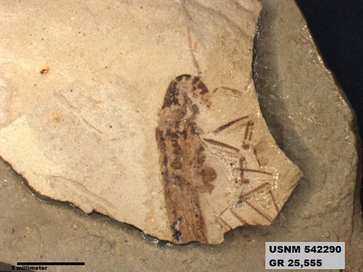 Genus sp