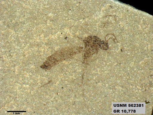 Insecta