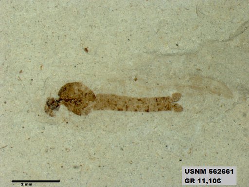 Insecta