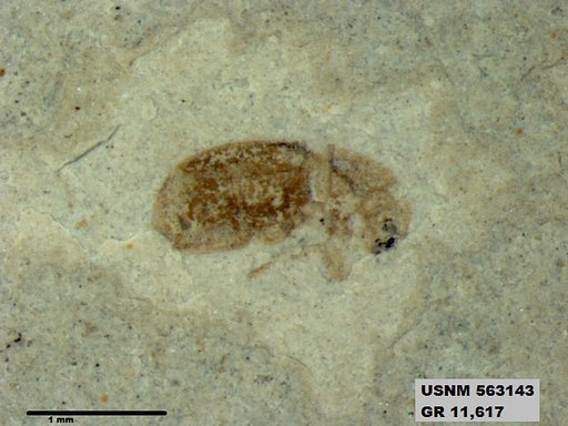 Insecta
