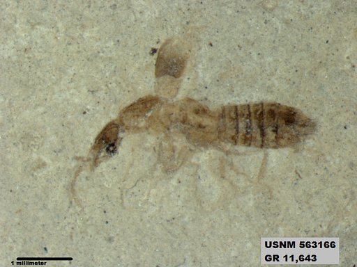 Genus sp