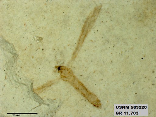 Insecta