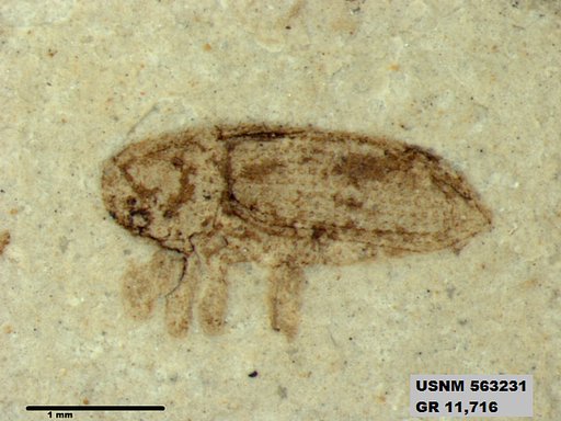 Insecta