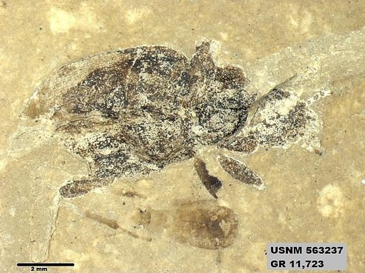 Insecta
