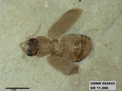 Insecta