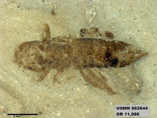 Insecta