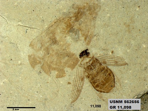 Insecta