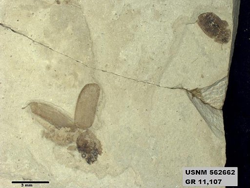 Insecta