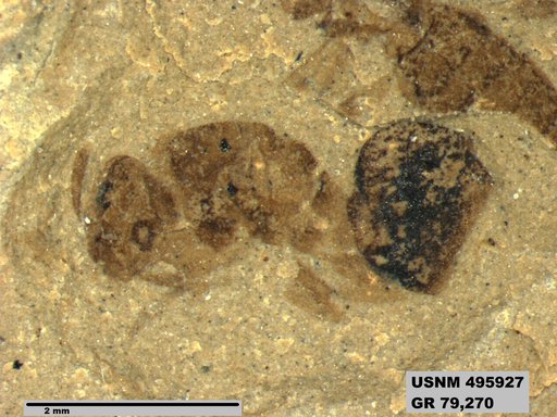 Dolichoderus kohlsi