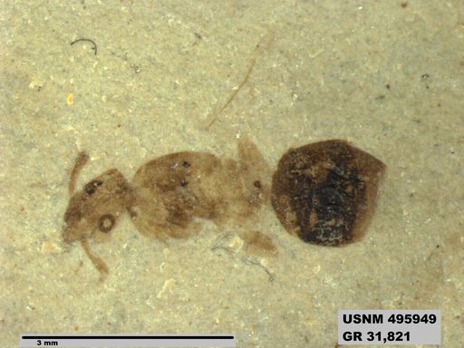 Dolichoderus kohlsi