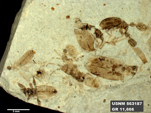 Insecta