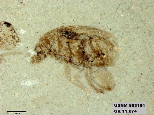 Insecta