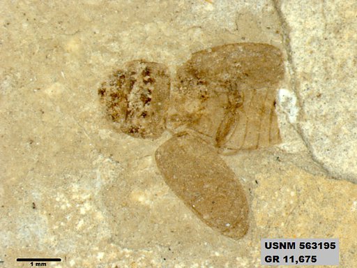 Insecta