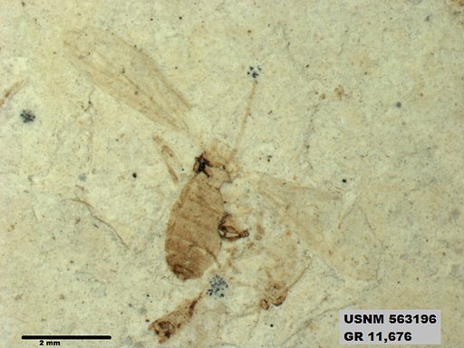 Insecta