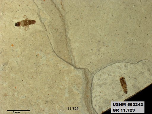 Genus sp