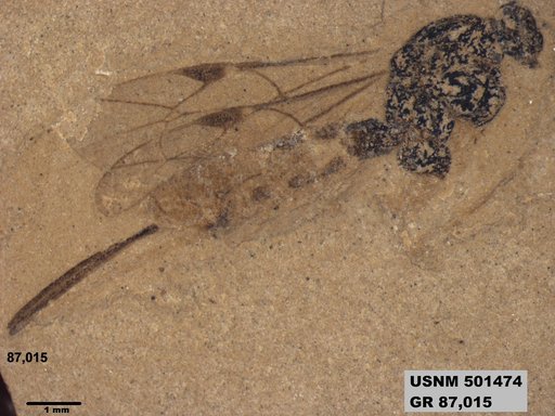 Ichneumonidae