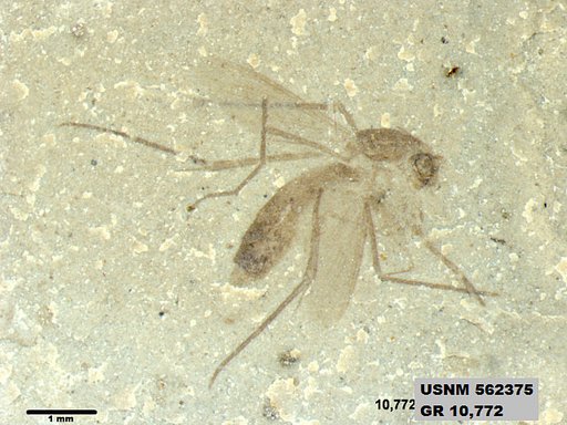 Insecta