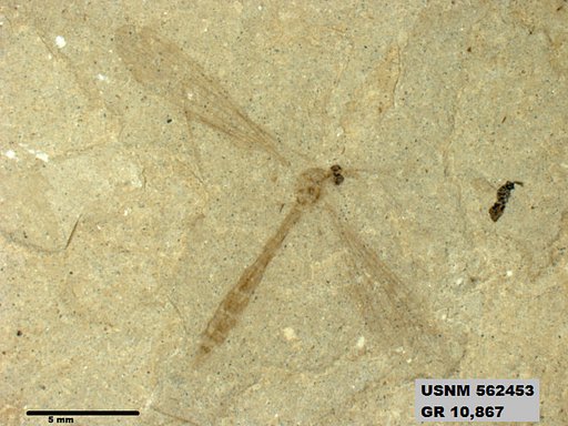 Insecta