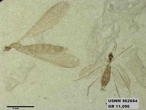 Insecta