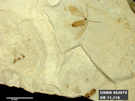 Genus sp