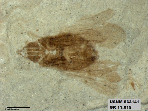 Insecta