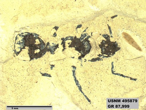 Kohlsomyrma laticeps