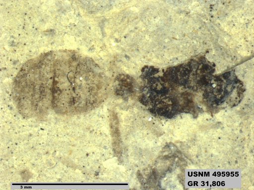 Eoformica pinguis