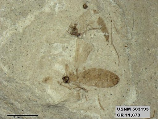 Insecta