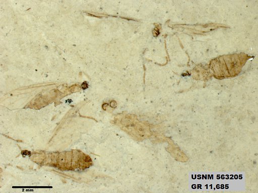 Insecta