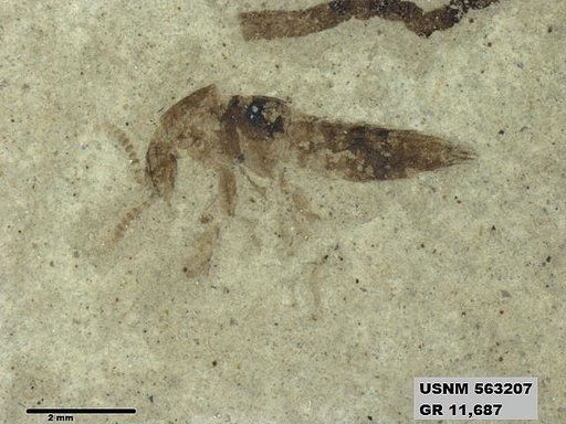 Genus sp