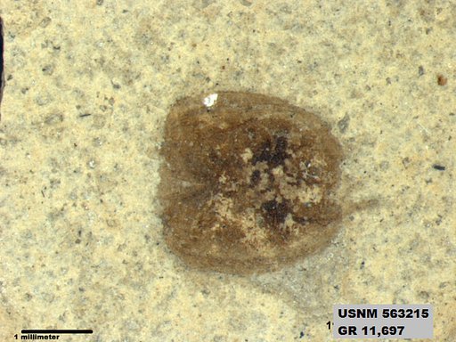 Insecta