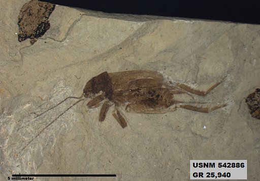 Eogryllus unicolor