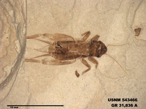 Insecta
