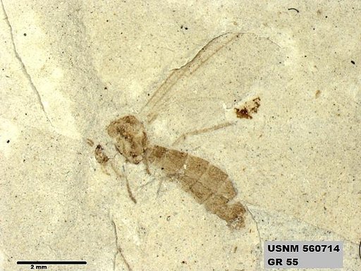 Insecta