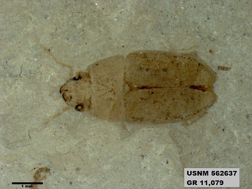 Insecta