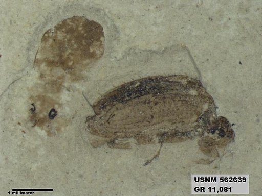 Insecta