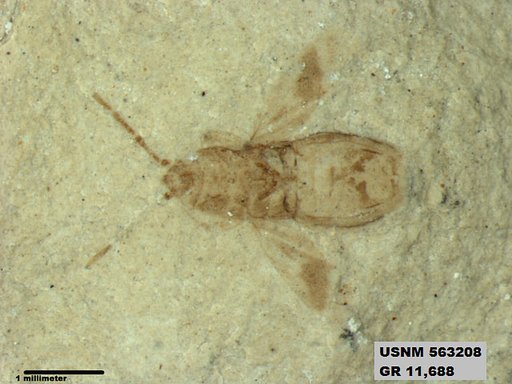 Insecta