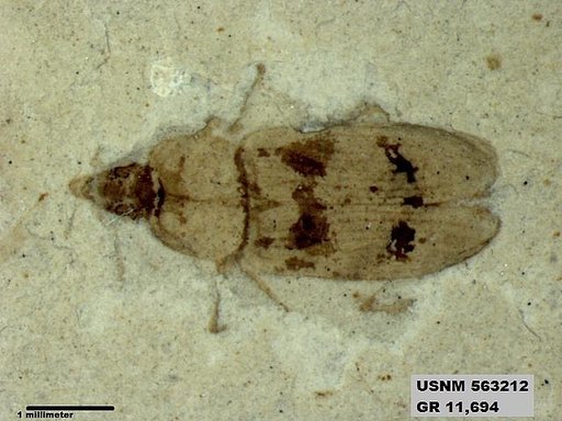 Insecta