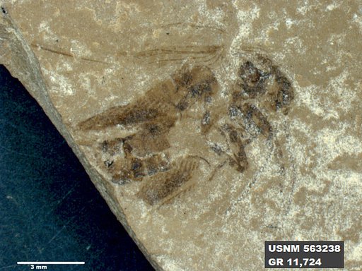 Insecta