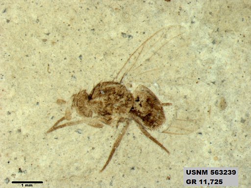 Insecta