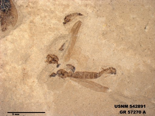 Tettigoniidae
