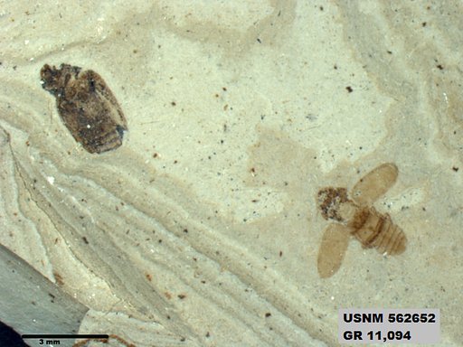Insecta