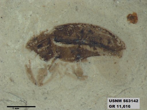 Insecta